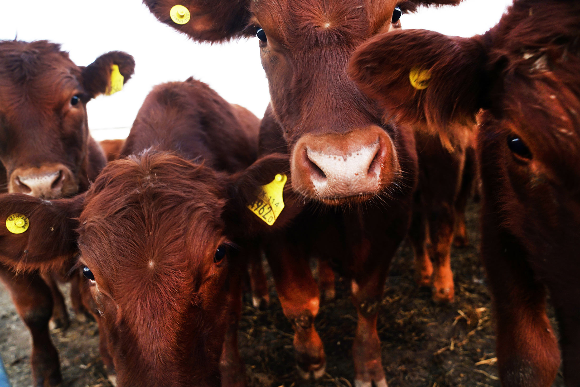 Chipped cows