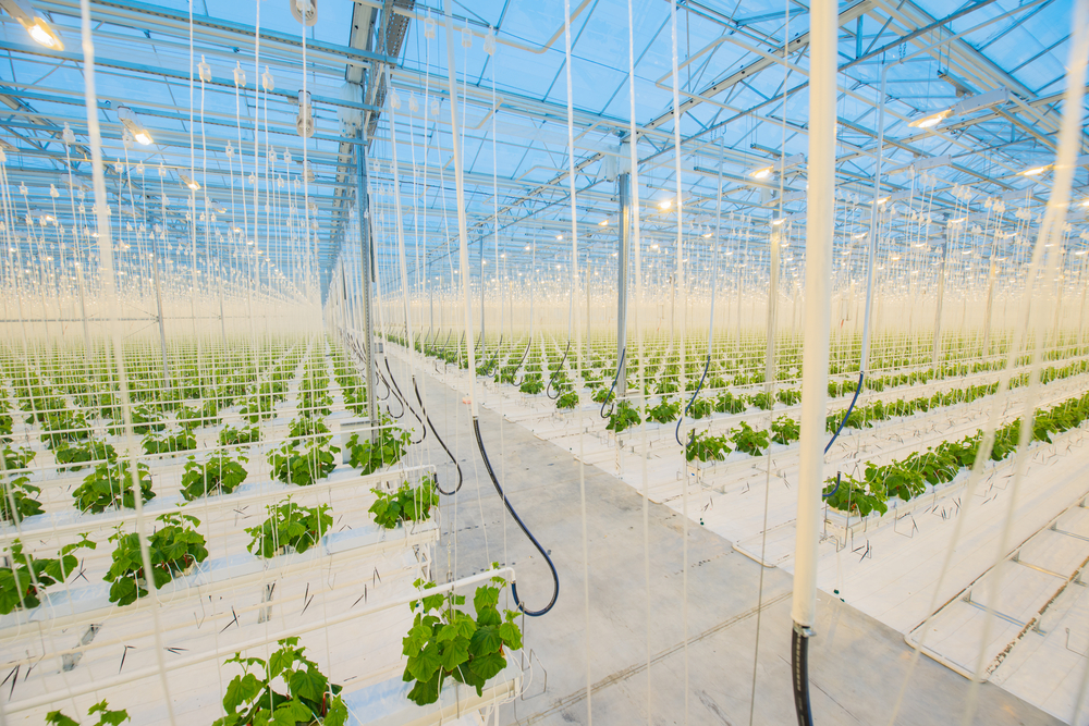 web plants